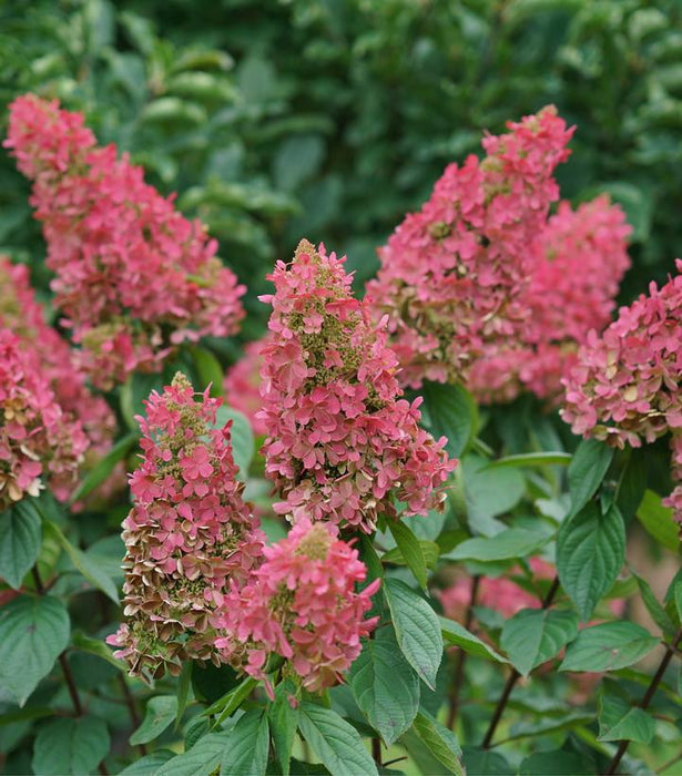 HYDRANGEA PAN. `PINKY WINKY PRIME™` - In Store Pickup