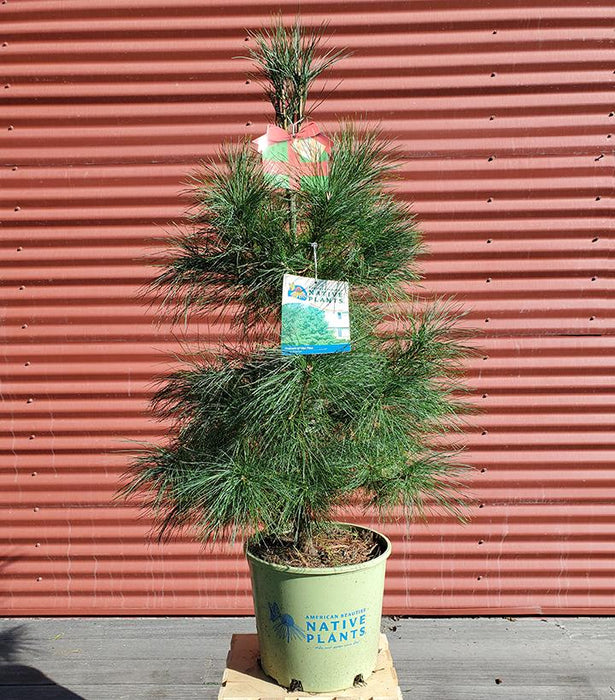 Pinus strobus