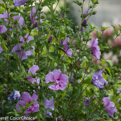 Hibiscus syriacus 'Notwoodone'  - Lavender Chiffon® Rose of Sharon