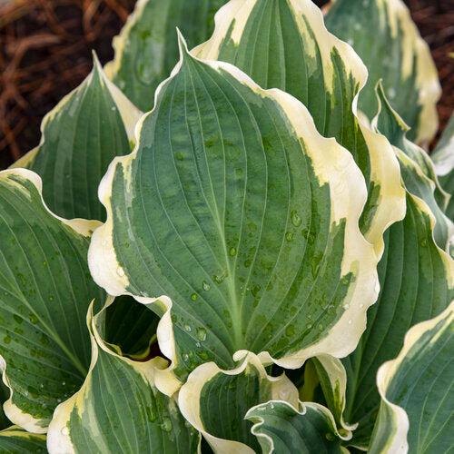 Hosta 'Hope Springs Eternal' PP33,266  - PW® Shadowland® Hope Springs Eternal Hosta - Shipped