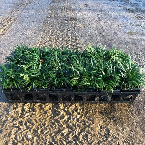 Ophiopogon japonicus 'Nanus'  - Dwarf Mondo Grass - Shipped