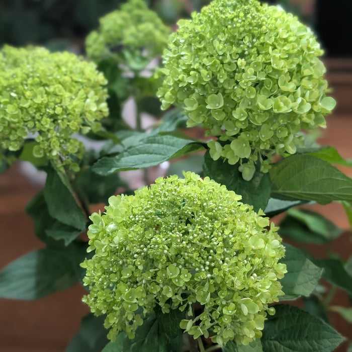 Hydrangea paniculata 'SMNHPLK'  - PW® Powerball™ Hydrangea - Shipped