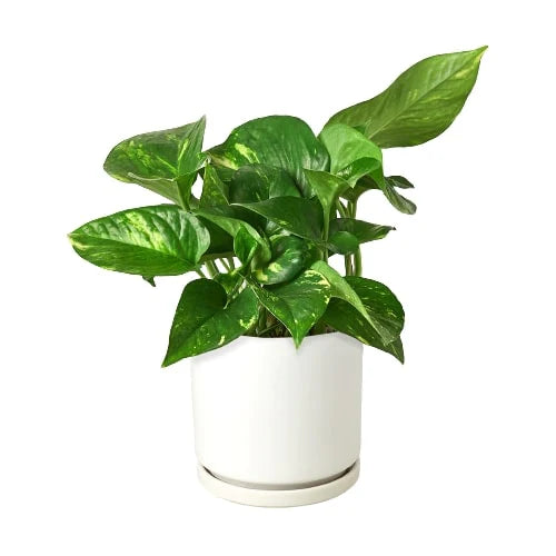 Pothos 'Golden'