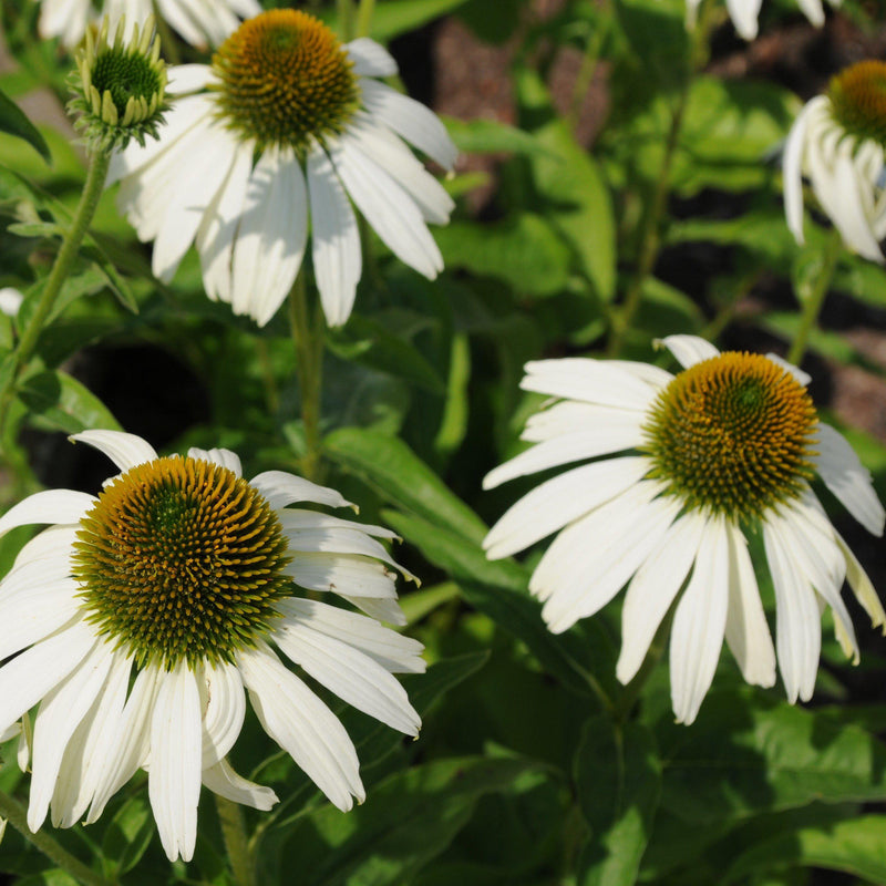 White Swan Echinacea, Coneflower - Shipped