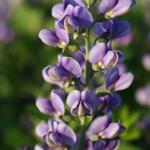 Decadence® Blueberry Sundae False Indigo - Shipped