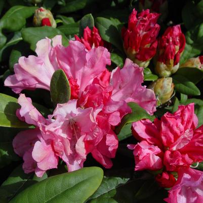 RHODODENDRON BLOOMBUX® MAGENTA  - In Store Pickup