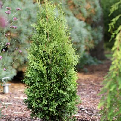 ARBORVITAE (THUJA OCCIDENTALIS) `PRIVATE JET` ('KING of BRABANT') - In Store Pickup