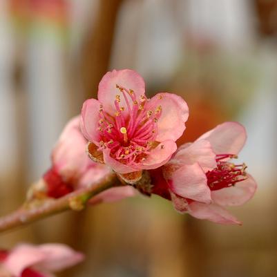 PEACH (PRUNUS) 'RELIANCE' - In Store Pickup