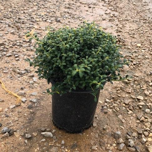 Ilex crenata 'Soft-Touch'  - Soft Touch Japanese Holly - Shipped