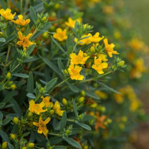 Hypericum kalmianum 'PIIHYP-I'  - First Editions® Cobalt-n-Gold™ St. John's Wort - Shipped