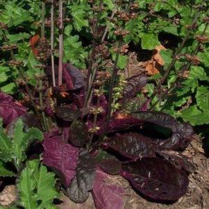 SALVIA LYRATA `PURPLE KNOCKOUT` - PURPLE KNOCKOUT LYRE LEAVED SAGE - In Store Pickup