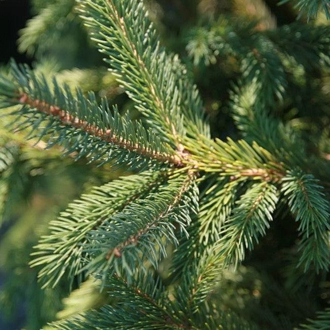 Picea glauca var. densata  - Black Hills Spruce - Shipped