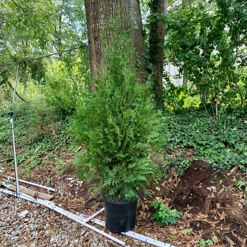 Green Giant Arborvitae - Shipped