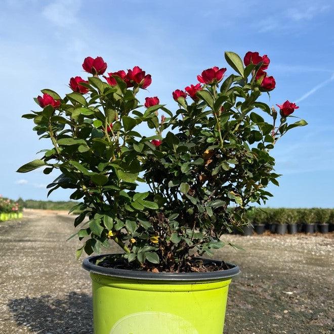Petite Knock Out® Rose - Shipped