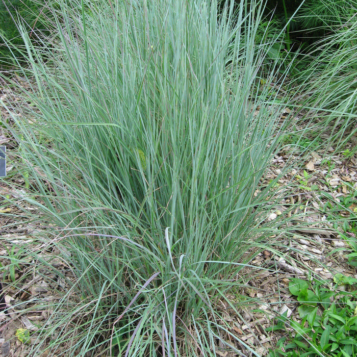 Schizachyrium scoparium 'Prairie Blues'  - Prairie Blues Little Bluestem - Shipped
