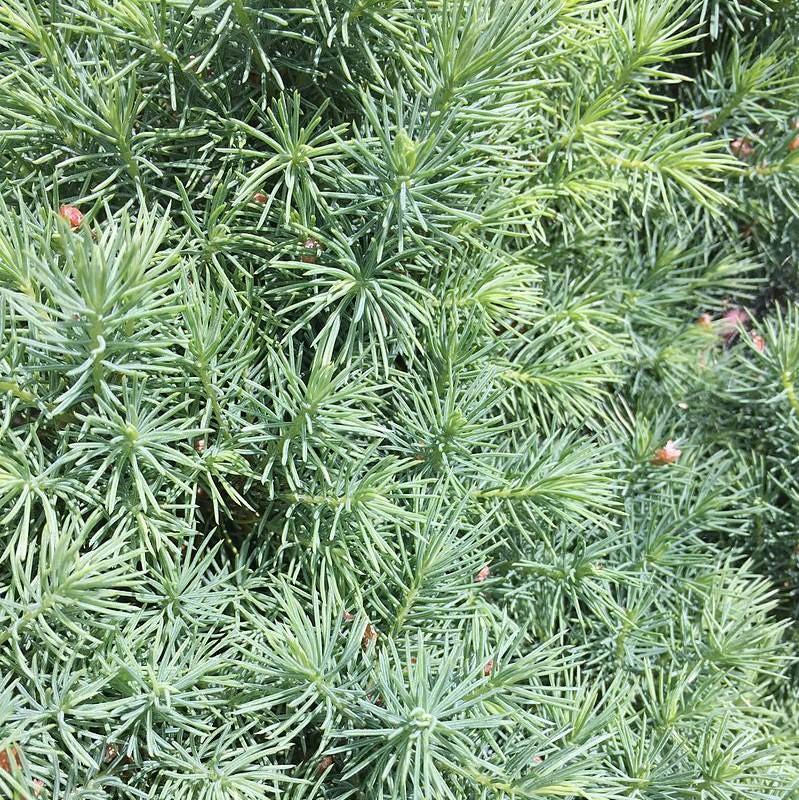 Picea glauca 'Conica' - Shipped