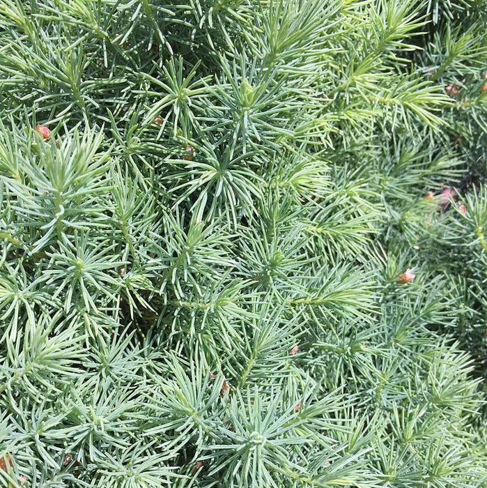 Picea glauca 'Conica'