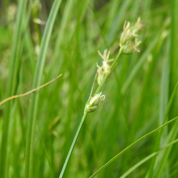 Carex divulsa  - Grassland Sedge - Shipped