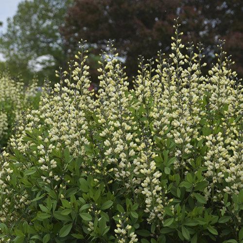 Decadence® Vanilla Cream False Indigo - Shipped