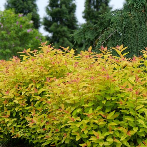 Double Play® Candy Corn® Spirea - Shipped