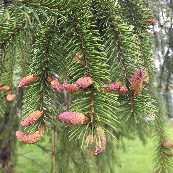 Picea abies  - Norway Spruce - Shipped