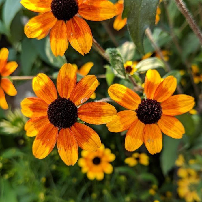 Rudbeckia triloba 'Prairie Glow'  - Prairie Glow Coneflower - Shipped