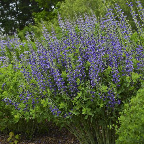Decadence® Blueberry Sundae False Indigo - Shipped