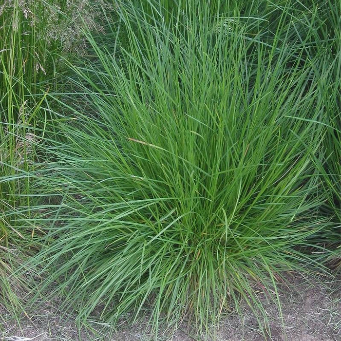 Deschampsia cespitosa  - Tufted Hairgrass - Shipped