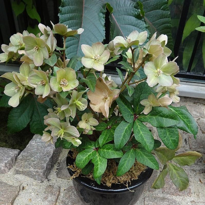 Helleborus x hybridus 'EPBRD01'  - FrostKiss™ Molly's White Lenten Rose - Shipped