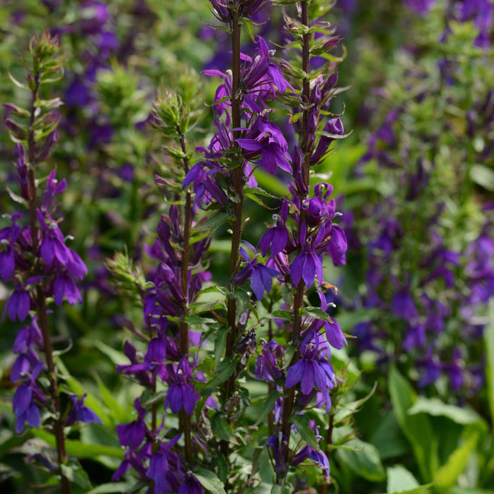 Lobelia x speciosa 'PAS1302712'  - Starship™ Blue Cardinal Flower - Shipped