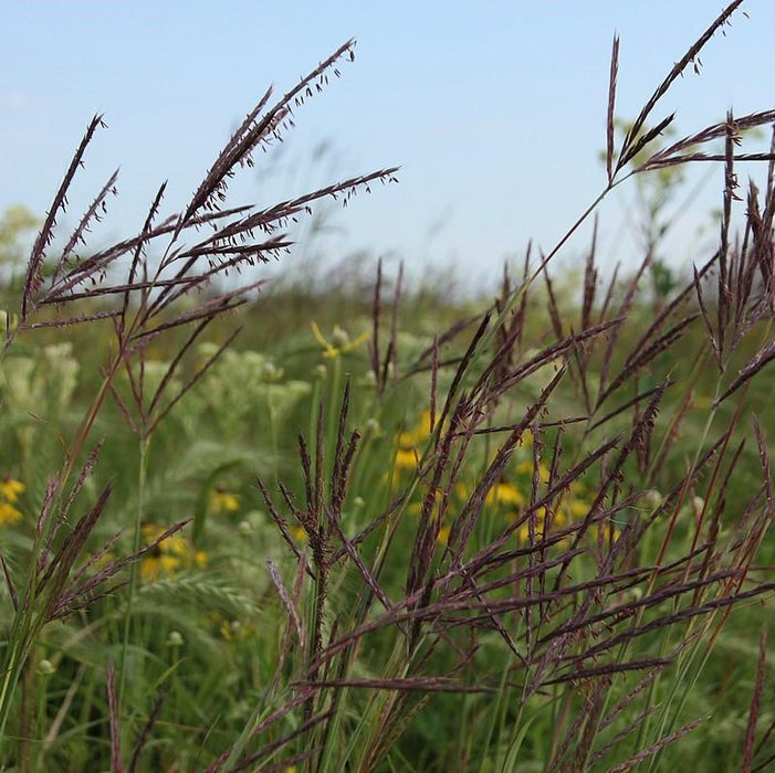 Andropogon gerardii  - Big Bluestem - Shipped