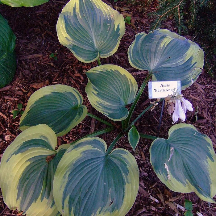 Hosta 'Earth Angel'  - Earth Angel Hosta - Shipped