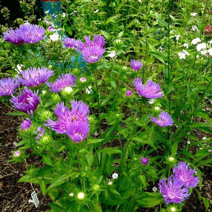 Stokesia laevis 'Mel's Blue'  - Mel's Blue Stokes' Aster - Shipped