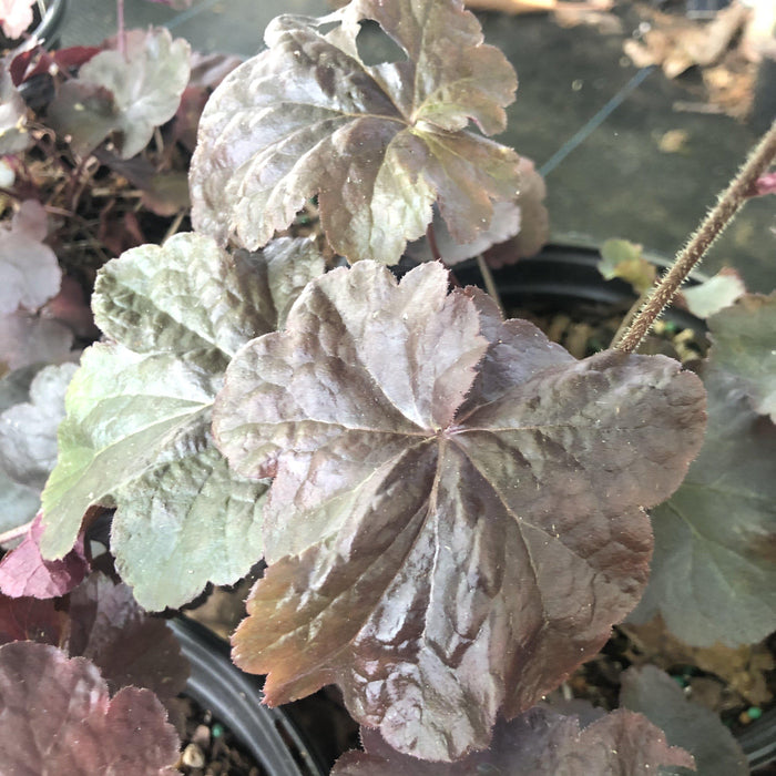 Heuchera 'Obsidian'  - Obsidian Coral Bells - Shipped