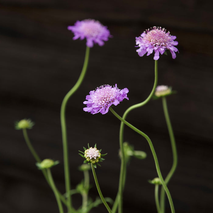 Scabiosa columbaria 'Butterfly Blue'  - Butterfly Blue Pincushion Flower - Shipped