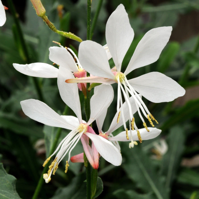 Gaura lindheimeri 'Sparkle White'  - Sparkle White Gaura - Shipped