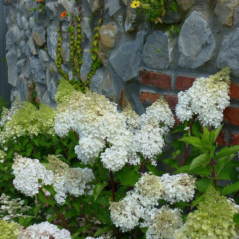 First Editions® Berry White® Hydrangea - Shipped