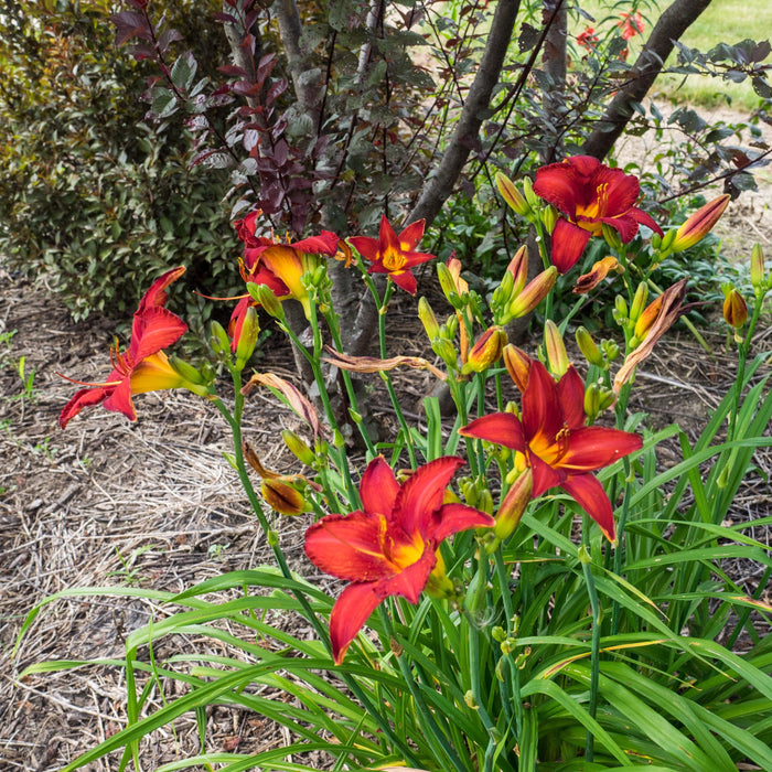 Hemerocallis 'Chicago Apache'  - Chicago Apache Daylily - Shipped