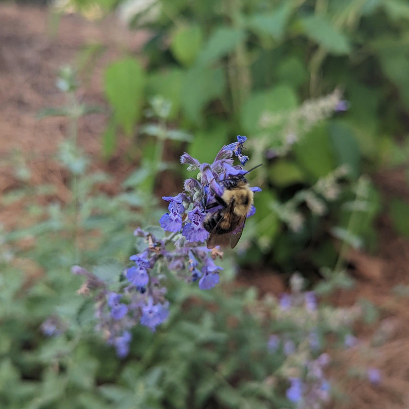 Walker's Low Catmint - Shipped