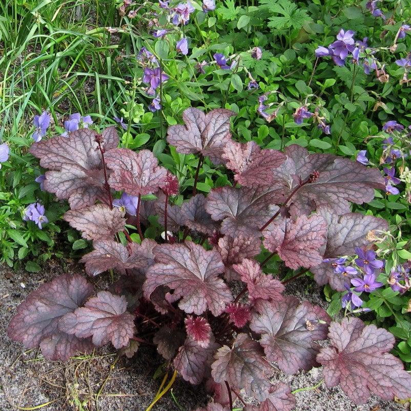 Plum Pudding Coral Bells, Heuchera - Shipped