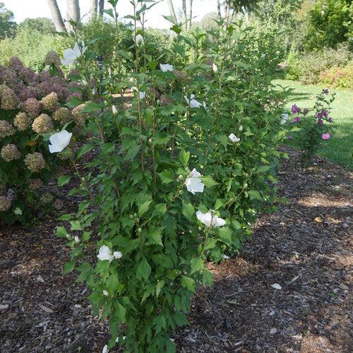 Hibiscus syriacus 'Gandini van Aart'  - PW® White Pillar® Rose of Sharon - Shipped