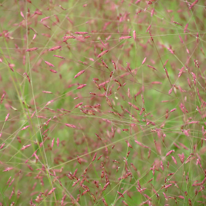 Eragrostis spectabilis  - Purple Lovegrass - Shipped