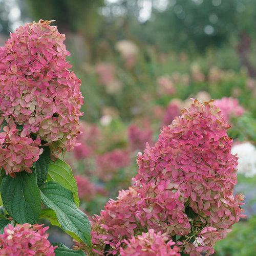 Hydrangea paniculata 'SMNHPM'  - Quick Fire Fab® Hydrangea - Shipped