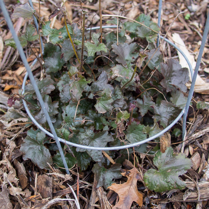 Heuchera 'Blackout'  - Blackout Coral Bells - Shipped