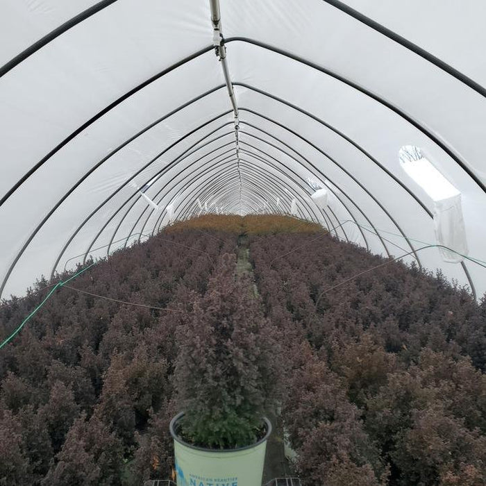 Chamaecyparis Thyoides 'Top Point'  - Top Point Dwarf White Cedar - Shipped