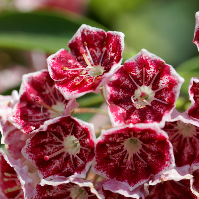 Keepsake Mountain Laurel - Shipped