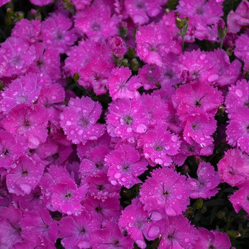 Paint the Town Fuchsia Dianthus - Shipped