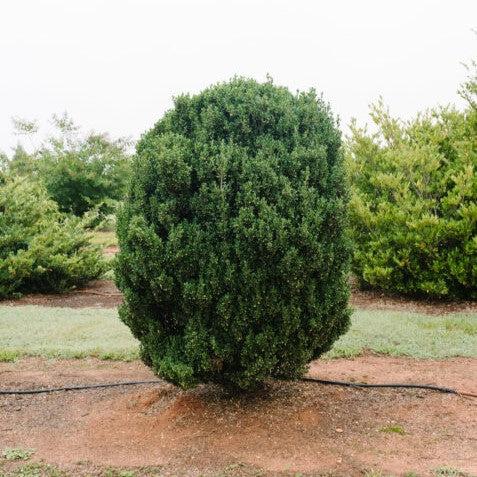 Ilex crenata 'MAD-IC-I' PP32,035  - First Editions® Chubby Hubby™ Japanese Holly - Shipped