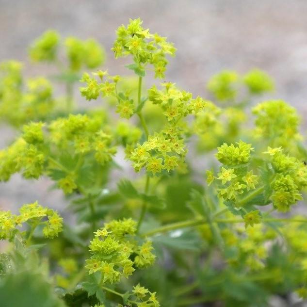 Lady's Mantle - Shipped