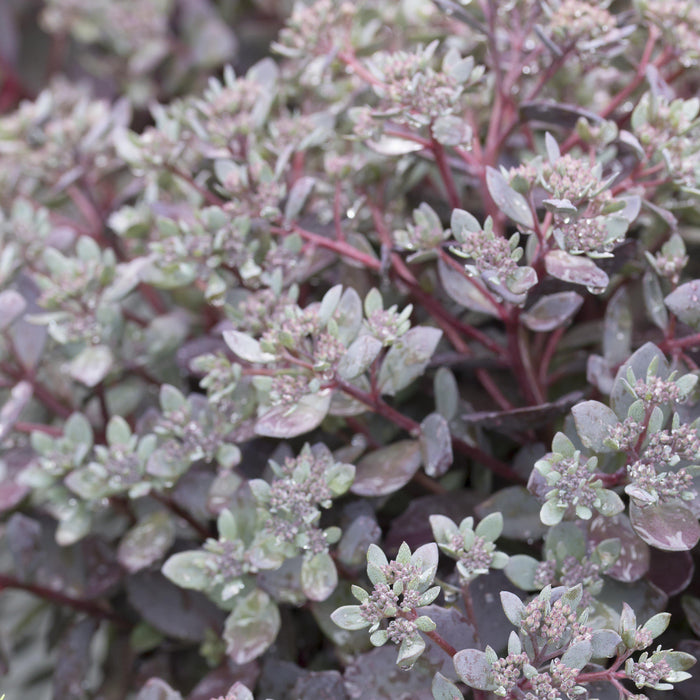 Sedum 'Dazzleberry'  - SunSparkler® Dazzleberry Sedum - Shipped